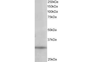 ABIN185203 staining (1µg/ml) of 293 lysate (RIPA buffer, 35µg total protein per lane).