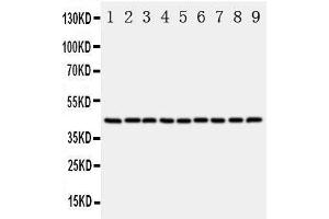 Western Blotting (WB) image for anti-Actin, beta (ACTB) (AA 2-19), (N-Term) antibody (ABIN3044573)