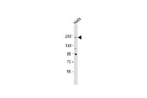 Anti-NOTCH3 Antibody at 1:2000 dilution + Hela whole cell lysate Lysates/proteins at 20 μg per lane. (NOTCH3 Antikörper  (C-Term))