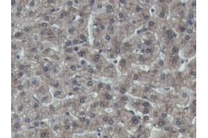 IHC-P analysis of Pig Liver Tissue, with DAB staining. (IGFBP4 Antikörper  (AA 23-259))