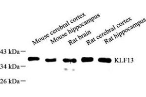 Western blot analysis of KLF13 (ABIN7074445) at dilution of 1: 500