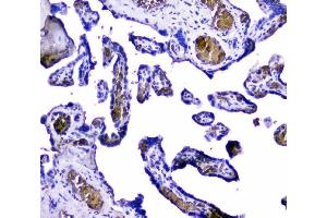 IHC analysis of Hemoglobin using anti-Hemoglobin antibody (ABIN5518839). (HBA1 Antikörper  (AA 2-142))