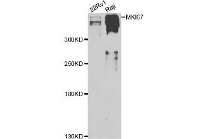 Western blot analysis of extracts of various cell lines, using MKI67 antibody (ABIN4904374) at 1:1000 dilution. (Ki-67 Antikörper)