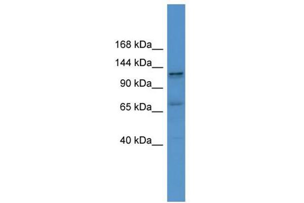 ERC1 Antikörper  (C-Term)