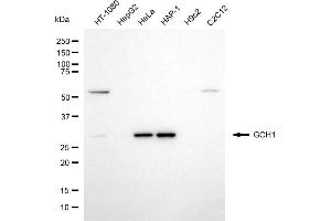 Western blotting analysis using GCH1 antibody (ABIN7798813). (GCH1 Antikörper)