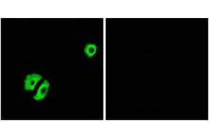 Immunofluorescence analysis of A549 cells, using OR2A25 Antibody. (OR2A25 Antikörper  (AA 241-290))