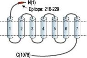 anti-Calcium-Sensing Receptor (CASR) (AA 216-229), (Extracellular), (N-Term) antibody