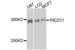 PIEZO1 Antikörper  (AA 2230-2420)