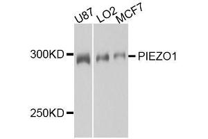 Western blot analysis of extracts of various cell lines, using PIEZO1 antibody. (PIEZO1 Antikörper  (AA 2230-2420))