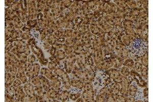 ABIN6273496 at 1/100 staining Mouse kidney tissue by IHC-P. (RAD9B Antikörper  (C-Term))
