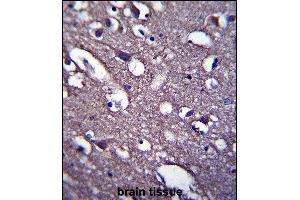 PRR18 Antibody (C-term) (ABIN657554 and ABIN2846565) immunohistochemistry analysis in formalin fixed and paraffin embedded human brain tissue followed by peroxidase conjugation of the secondary antibody and DAB staining. (Proline Rich 18 Antikörper  (C-Term))