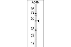 XK Antibody (N-term) (ABIN1539620 and ABIN2838192) western blot analysis in A549 cell line lysates (35 μg/lane). (Membrane transport protein XK (XK) (AA 83-111), (N-Term) Antikörper)