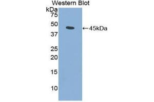 Western blot analysis of the recombinant protein. (FGF7 Antikörper  (AA 32-194))