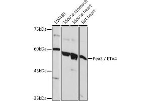 Western blot analysis of extracts of various cell lines, using Pea3 / ETV4 Rabbit pAb (ABIN6131217, ABIN6140332, ABIN6140334 and ABIN6221480) at 1:1000 dilution. (ETV4 Antikörper  (AA 1-207))