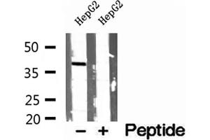 Western blot analysis of extracts of HepG2 cells, using PEX16 antibody. (PEX16 Antikörper  (Internal Region))