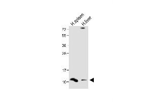 All lanes : Anti-DEFA1 Antibody (Center) at 1:1000 dilution Lane 1: Human spleen lysate Lane 2: Human liver lysate Lysates/proteins at 20 μg per lane. (alpha Defensin 1 Antikörper  (AA 28-62))