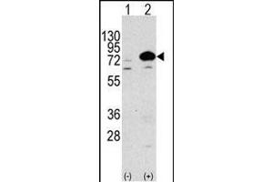 Western blot analysis of anti-Autophagy G7L Antibody (N-term) 1813a in 293 cell line lysates transiently transfected with the ATG7 gene (3 μg/lane).