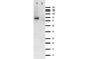 Western Blot results of Rabbit Anti-Crasp-1 Antibody. (CRASP-1 Antikörper)