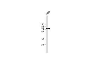 Anti-CD55 Antibody (N-term) at 1:2000 dilution + Hela whole cell lysate Lysates/proteins at 20 μg per lane. (CD55 Antikörper  (AA 51-79))