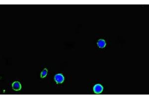 Immunofluorescent analysis of MCF-7 cells using ABIN7150160 at dilution of 1:100 and Alexa Fluor 488-congugated AffiniPure Goat Anti-Rabbit IgG(H+L) (APOBEC3G Antikörper  (AA 1-384))