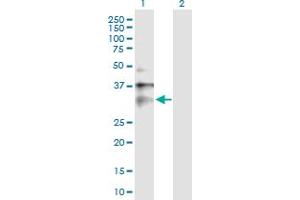 Western Blot analysis of CLIC1 expression in transfected 293T cell line by CLIC1 MaxPab polyclonal antibody. (CLIC1 Antikörper  (AA 1-241))
