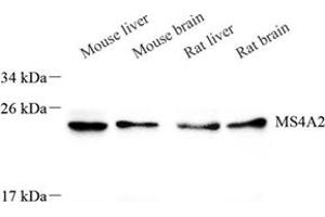 Western blot analysis of MS4A2 (ABIN7074594) at dilution of 1: 500