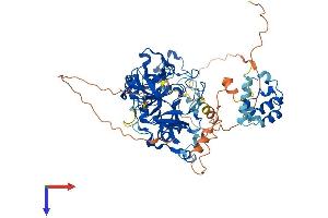 L3MBTL4 Protein (AA 1-623) (His tag)