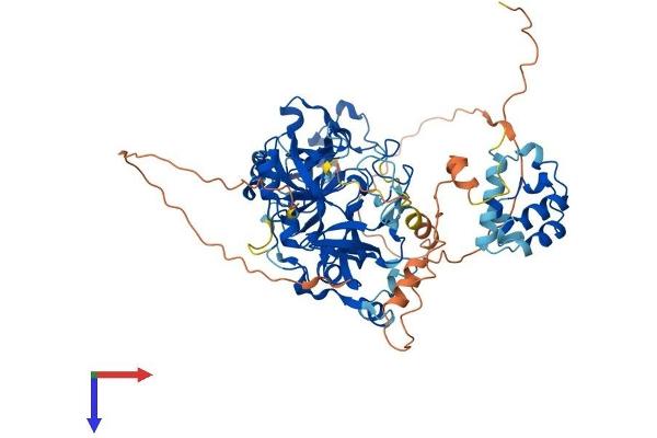 L3MBTL4 Protein (AA 1-623) (His tag)