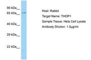 Image no. 1 for anti-Thimet Oligopeptidase 1 (THOP1) (C-Term) antibody (ABIN6750144) (Thimet Oligopeptidase 1 Antikörper  (C-Term))
