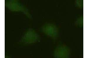 Anti-MAPK6 mouse monoclonal antibody (ABIN2452376) immunofluorescent staining of HeLa cells transiently transfected by pCMV6-ENTRY MAPK6 (RC201597) (MAPK6 Antikörper  (AA 345-721))