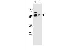 SLC23A1 Antibody (N-term) (ABIN656646 and ABIN2845888) western blot analysis in HepG2(lane 1),NCI-(lane 2) cell line lysates (35 μg/lane).