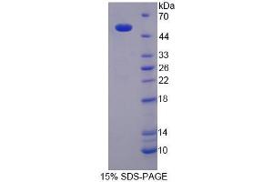 SDS-PAGE analysis of Human NUCB1 Protein.