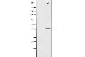 Western blot analysis of HDAC8 expression in HeLa whole cell lysates,The lane on the left is treated with the antigen-specific peptide. (HDAC8 Antikörper  (N-Term))