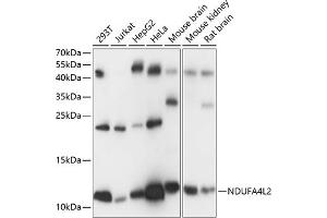 Western blot analysis of extracts of various cell lines, using NDUFL2 antibody (ABIN7268803) at 1:1000 dilution. (NDUFA4L2 Antikörper  (AA 1-87))