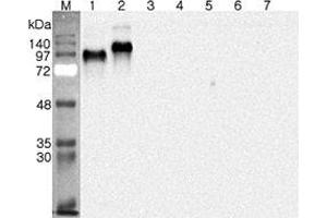Western blot analysis using anti-DNER (human), pAb  at 1:4'000 dilution. (DNER Antikörper)