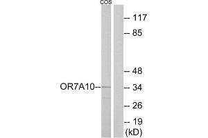 Western blot analysis of extracts from COS-7 cells, using OR7A10 antibody. (OR7A10 Antikörper  (C-Term))