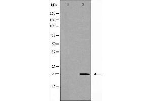 Western blot analysis of Hela cell lysate, using RAMP2 Antibody.