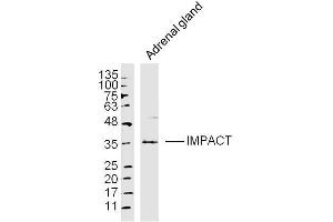 Adrenal gland lysates probed with IMPACT Polyclonal Antibody, Unconjugated  at 1:300 dilution and 4˚C overnight incubation. (IMPACT Antikörper  (AA 21-120))