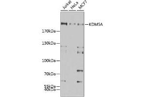 Western blot analysis of extracts of various cell lines, using KDM5A antibody (ABIN6131816, ABIN6142800, ABIN6142801 and ABIN6223074) at 1:500 dilution. (KDM5A Antikörper)