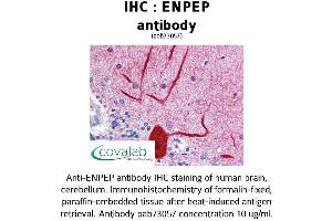 Image no. 1 for anti-Glutamyl Aminopeptidase (Aminopeptidase A) (ENPEP) (AA 689-932) antibody (ABIN1734042) (ENPEP Antikörper  (AA 689-932))