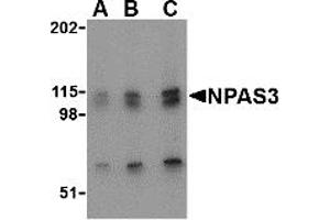 Western Blotting (WB) image for anti-Neuronal PAS Domain Protein 3 (NPAS3) (N-Term) antibody (ABIN1031490) (NPAS3 Antikörper  (N-Term))