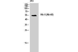 Western Blot analysis of NIH-3T3 cells using Hic-5 Polyclonal Antibody diluted at 1:1000. (TGFB1I1 Antikörper)
