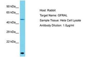 Image no. 1 for anti-GDNF Family Receptor alpha Like (GFRAL) (AA 86-135) antibody (ABIN6750564) (GFRAL Antikörper  (AA 86-135))