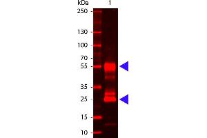 Mouse IgG (H&L) Antibody 680 Conjugated - Western Blot. (Ziege anti-Maus IgG (Heavy & Light Chain) Antikörper (DyLight 680) - Preadsorbed)