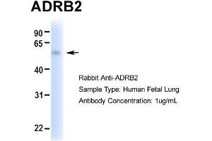 Hum. (beta 2 Adrenergic Receptor Antikörper  (Middle Region))