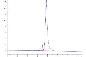 The purity of Biotinylated Human FGF21 is greater than 95 % as determined by SEC-HPLC. (FGF21 Protein (AA 29-209) (mFc-Avi Tag,Biotin))