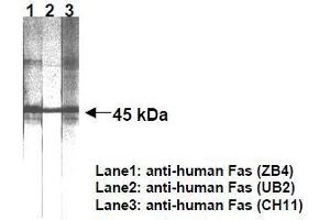 Western Blotting (WB) image for anti-TNF Receptor Superfamily, Member 6 (FAS) antibody (ABIN1106613) (FAS Antikörper)