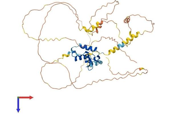FOXD3 Protein (AA 1-465) (His tag)