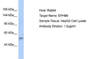 Host: Rabbit Target Name: EPHB6 Sample Type: HepG2 Whole Cell lysates Antibody Dilution: 1. (EPH Receptor B6 Antikörper  (Middle Region))