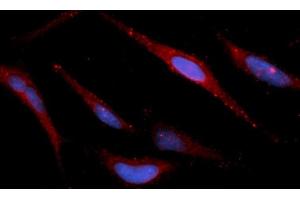 Immunofluorescence (IF) image for anti-Peroxiredoxin 5 (PRDX5) (AA 53-214) antibody (APC) (ABIN5565989) (Peroxiredoxin 5 Antikörper  (AA 53-214) (APC))